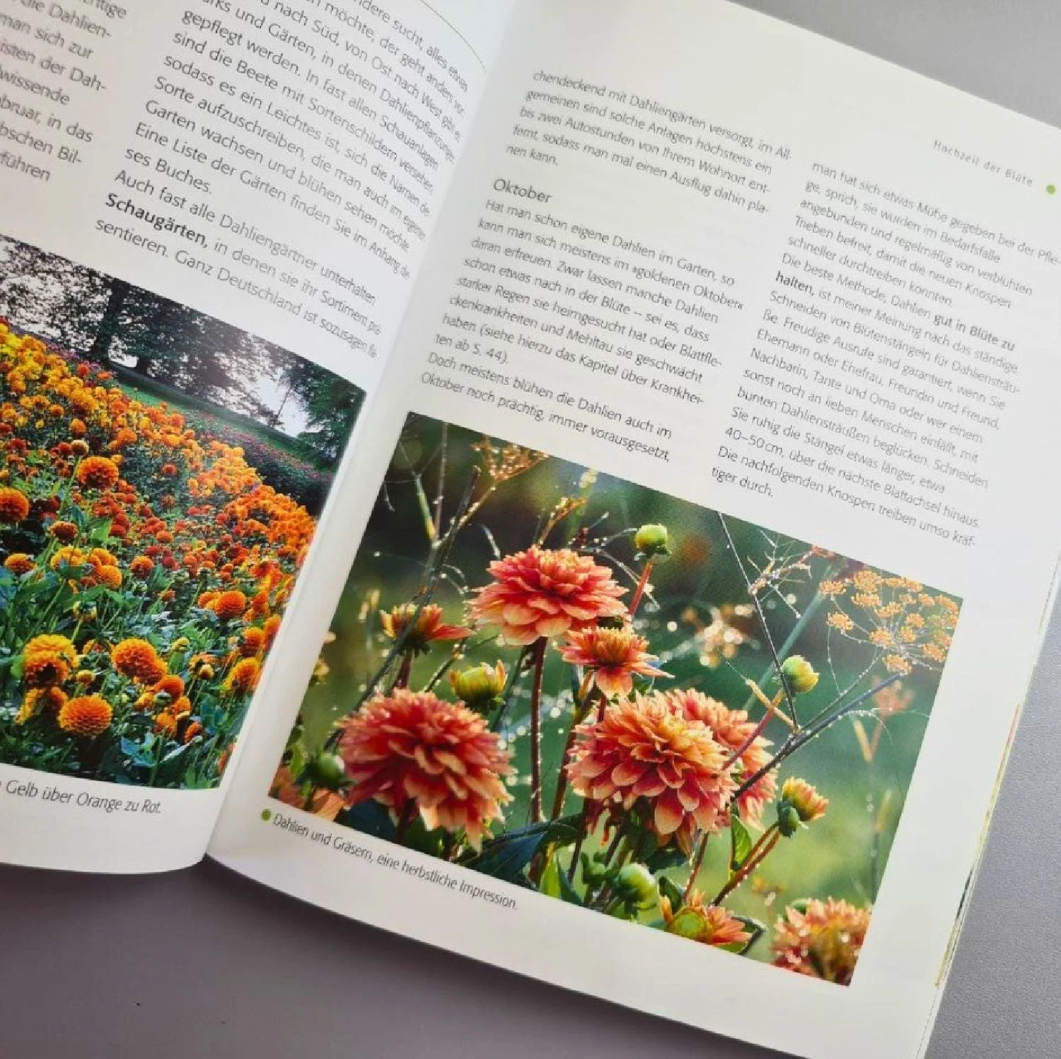 Dahlien (Bettina Verbeek) 8 Dahlien (Bettina Verbeek) – Bild 6