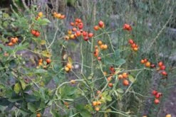 Rose Canina (Hundsrose) -Angebote Pflanzen Store 21650 Rose 20canina Hundsrose 3