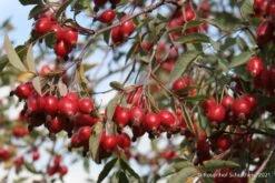 Rose Glauca (Hechtrose) 7 Rose Glauca (Hechtrose) -Angebote Pflanzen Store 21710 Rose 20glauca Hechtrose 3