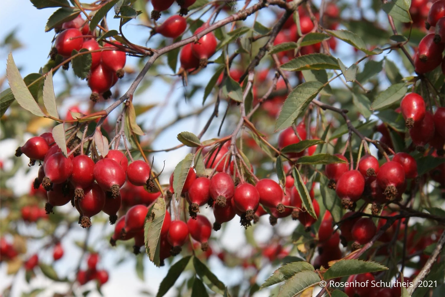 Rose Glauca (Hechtrose) 5 Rose Glauca (Hechtrose) – Bild 3