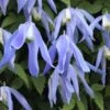 Clematis Alpina 'Frances Rivis' (Alpen-Waldrebe) -Angebote Pflanzen Store 21816 Clematis 20alpina 20Frances 20Rivis Alpen Waldrebe 1