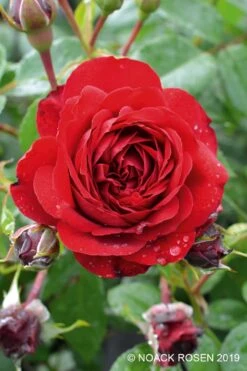 Rose 'Belkanto' (Kletterrose)
