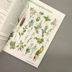 Wildpflanzen Neu Entdecken (Scherf & Caspari) 8 Wildpflanzen Neu Entdecken (Scherf & Caspari) -Angebote Pflanzen Store 23318 Wildpflanzen 20neu 20entdecken Scherf 20 20Caspari 4