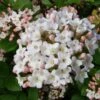 Viburnum Burkwoodii (Oster-Schneeball)