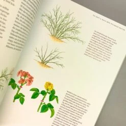 Das Große Ulmer Rosenbuch (Andreas Barlage) 11 Das Große Ulmer Rosenbuch (Andreas Barlage) -Angebote Pflanzen Store 24876 Das 20grosse 20Ulmer 20Rosenbuch Andreas 20Barlage 5