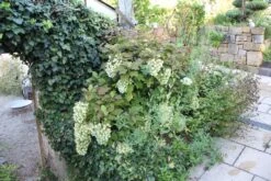 Hydrangea Quercifolia 'Snowflake' (Eichblatthortensie) -Angebote Pflanzen Store 26213 Hydrangea 20quercifolia 20Snowflake Eichblatthortensie 3 a61cacee 0d17 41dd b193 c78451a21a06