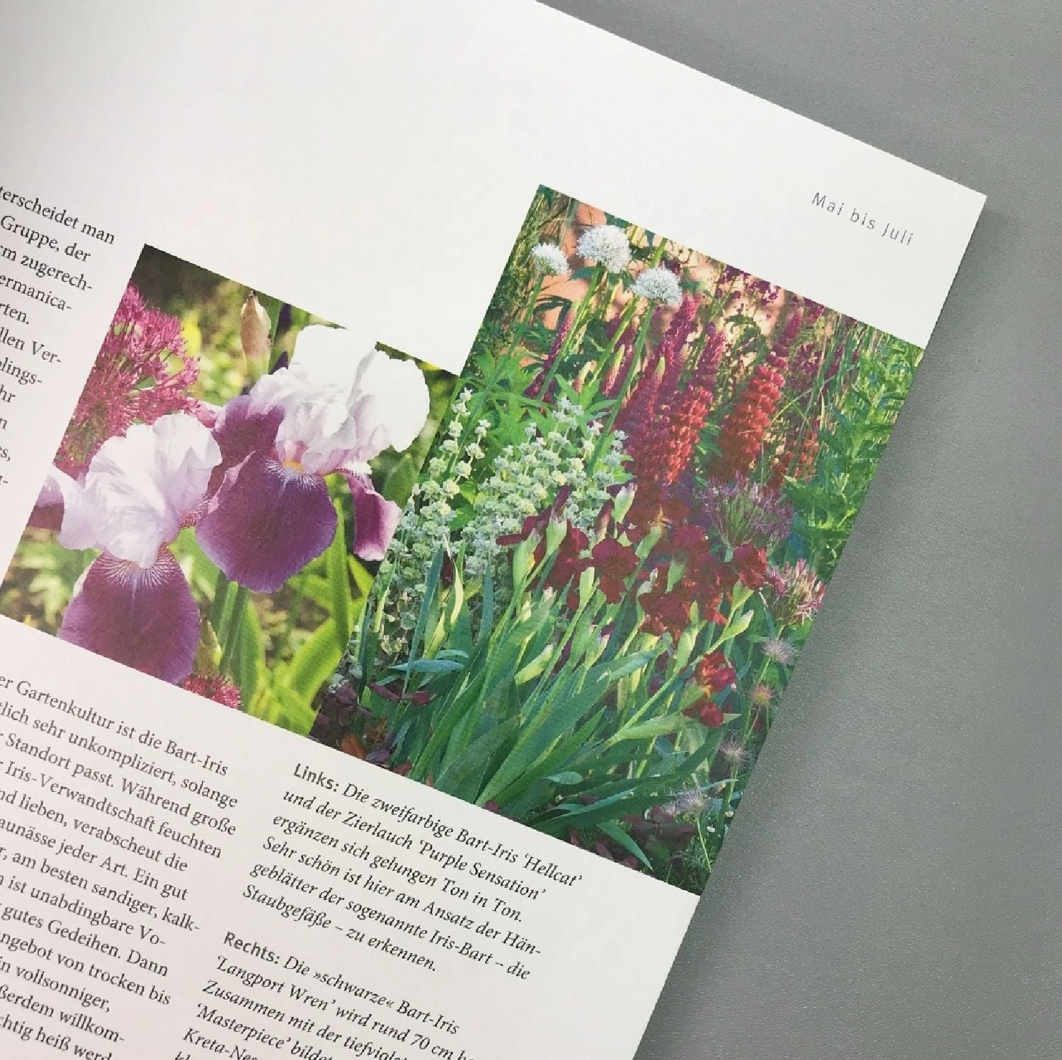 Ganzjährig Attraktive Beete (Ute Bauer) 5 Ganzjährig Attraktive Beete (Ute Bauer) – Bild 3