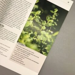 Meise Mag Melisse (Elke Schwarzer) -Angebote Pflanzen Store 28446 Meise 20mag 20Melisse Elke 20Schwarzer 6