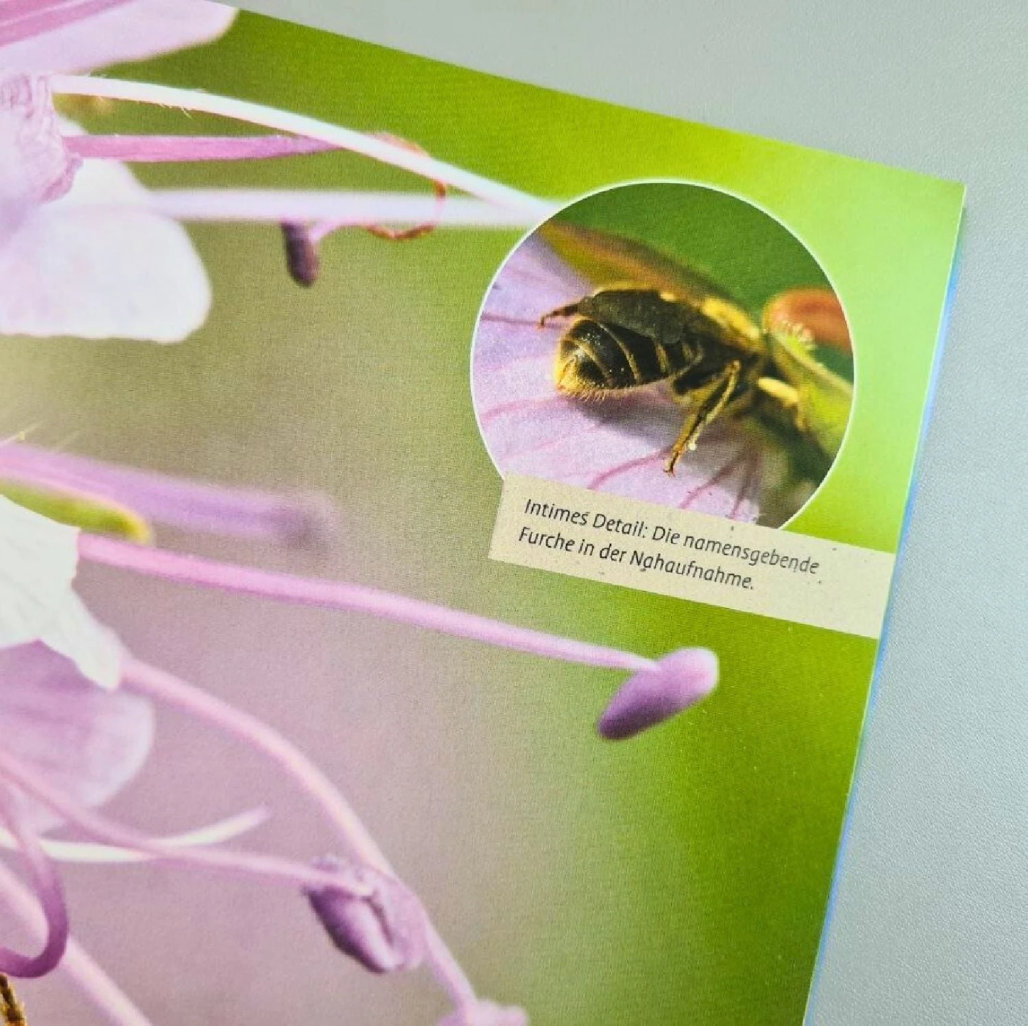 Mein Bienengarten, Erweiterte Auflage (Elke Schwarzer) 5 Mein Bienengarten, Erweiterte Auflage (Elke Schwarzer) – Bild 3