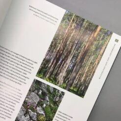 Heimische Wildstauden (Peter Steiger) -Angebote Pflanzen Store 28882 Heimische 20Wildstauden Peter 20Steiger 5