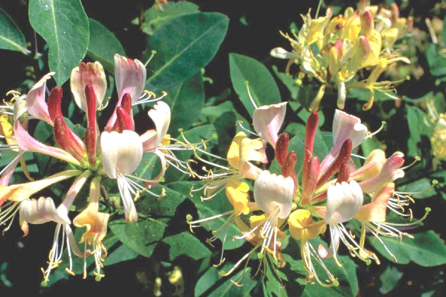 Lonicera Heckrottii 'Goldflame' (Feuer-Geißblatt) 3 Lonicera Heckrottii 'Goldflame' (Feuer-Geißblatt)