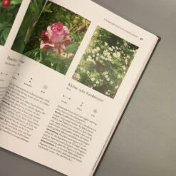 Robuste Schönheiten Für Den Garten (Ina Timm) 12 Robuste Schönheiten Für Den Garten (Ina Timm) -Angebote Pflanzen Store 29364 Robuste 20Schoenheiten 20fuer 20den 20Garten Ina 20Timm 6