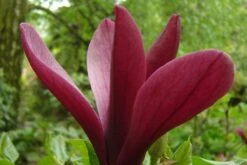 Magnolia Liliiflora 'Nigra' (Purpur-Magnolie)