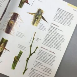 Gehölzbestimmung Im Winter (Bernd Schulz) -Angebote Pflanzen Store 30673 Gehoelzbestimmung 20im 20Winter Bernd 20Schulz 5