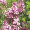 Syringa Meyeri 'Palibin' (Chinesischer Zwergflieder) -Angebote Pflanzen Store 31885 Syringa 20meyeri 20Palibin Chinesischer 20Zwergflieder 1