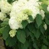 Hydrangea Arborescens 'Annabelle' (Strauchhortensie) -Angebote Pflanzen Store 32006 Hydrangea 20arborescens 20Annabelle Strauchhortensie 1