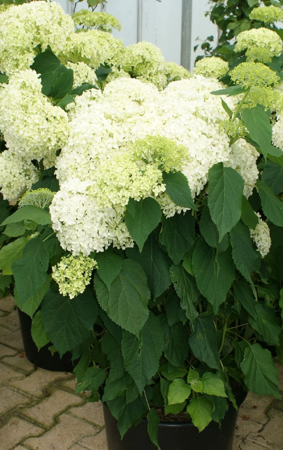 Hydrangea Arborescens 'Annabelle' (Strauchhortensie) 3 Hydrangea Arborescens 'Annabelle' (Strauchhortensie)