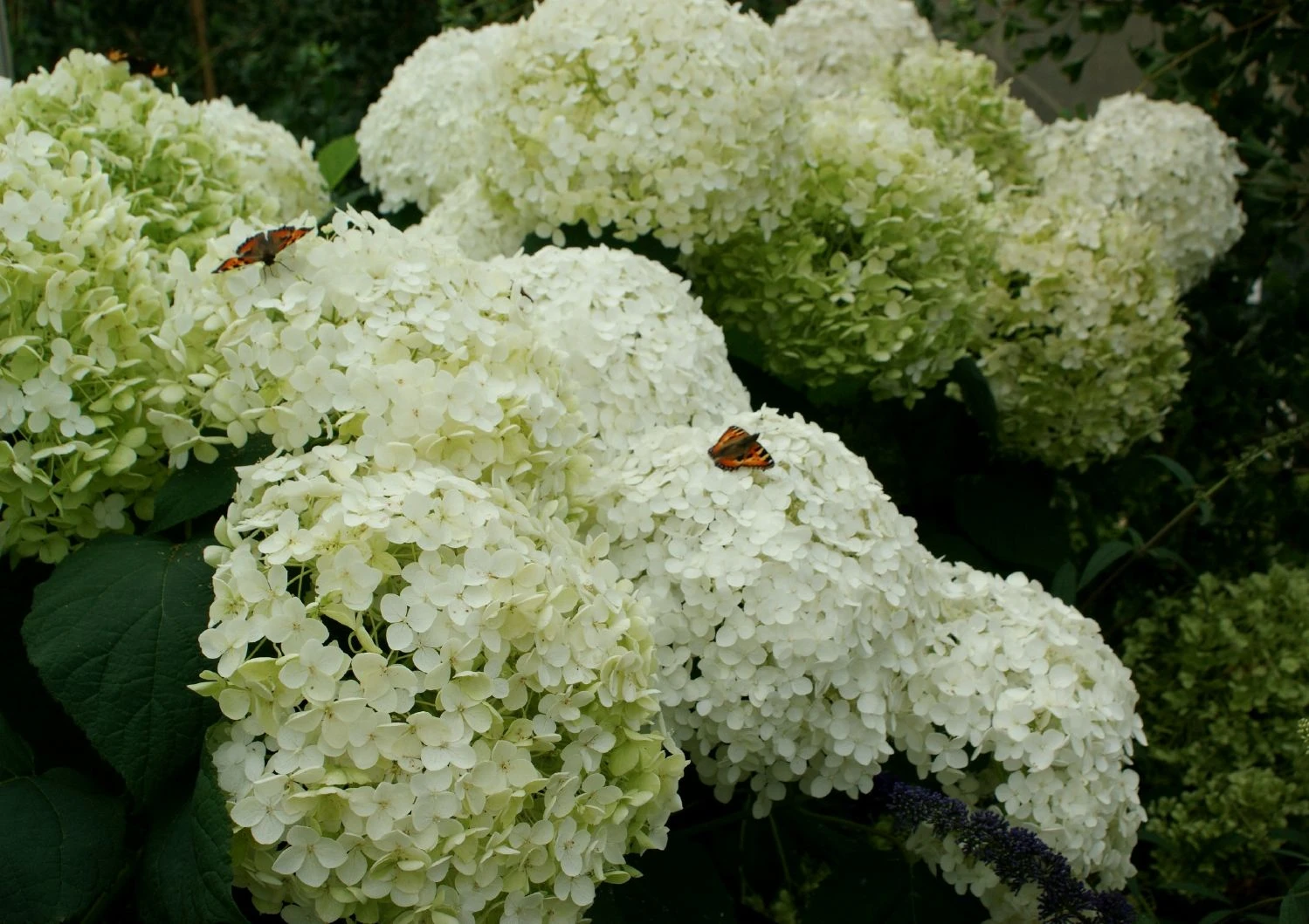 Hydrangea Arborescens 'Annabelle' (Strauchhortensie) 4 Hydrangea Arborescens 'Annabelle' (Strauchhortensie) – Bild 2