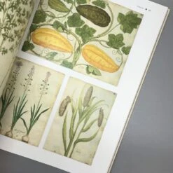 Wilde Wiesen Gestalten (Katrin Lugerbauer) -Angebote Pflanzen Store 32038 Wilde 20Wiesen 20gestalten Katrin 20Lugerbauer 4