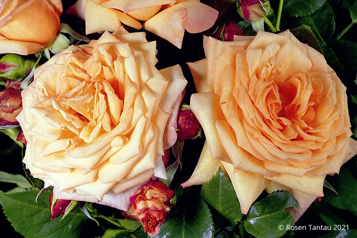 Rose 'Barock' (Strauchrose/Kletterrose) 3 Rose 'Barock' (Strauchrose/Kletterrose)