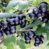 Ribes Nigrum 'Bona' (Schwarze Johannisbeere) -Angebote Pflanzen Store 32649 Ribes 20nigrum 20Bona Schwarze 20Johannisbeere 1