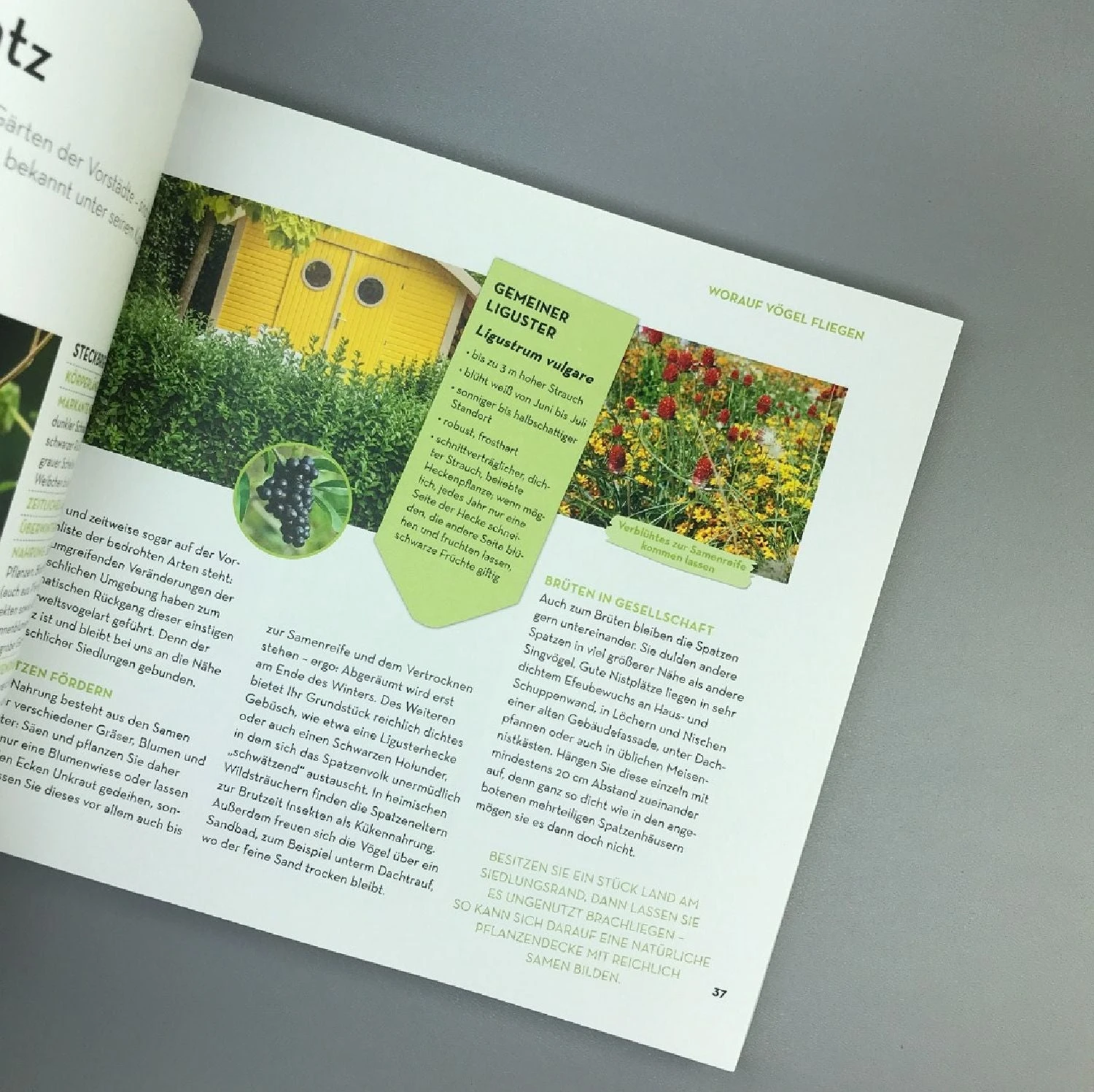 Worauf Fliegst Du? (Bärbel Oftring) 6 Worauf Fliegst Du? (Bärbel Oftring) – Bild 4