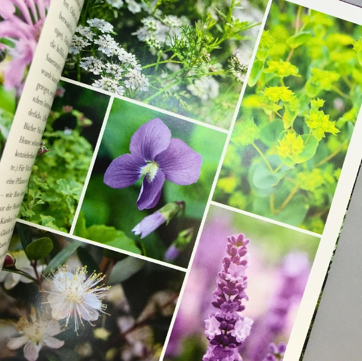 Sissinghurst Der Traumgarten (Tim Richardson) 5 Sissinghurst Der Traumgarten (Tim Richardson) – Bild 3