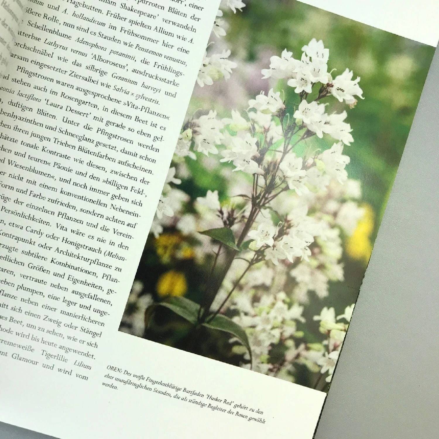 Sissinghurst Der Traumgarten (Tim Richardson) 6 Sissinghurst Der Traumgarten (Tim Richardson) – Bild 4