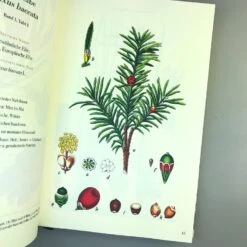 Die Flora Von Deutschland (Jacob Sturm) -Angebote Pflanzen Store 33049 Die 20Flora 20von 20Deutschland Jacob 20Sturm 5