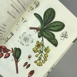 Die Flora Von Deutschland (Jacob Sturm) -Angebote Pflanzen Store 33049 Die 20Flora 20von 20Deutschland Jacob 20Sturm 6