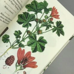 Die Flora Von Deutschland (Jacob Sturm) -Angebote Pflanzen Store 33049 Die 20Flora 20von 20Deutschland Jacob 20Sturm 7