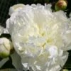 Paeonia Lactiflora 'Duchesse De Nemours' (Staudenpfingstrose) -Angebote Pflanzen Store 3367 Paeonia 20lactiflora 20Duchesse 20de 20Nemours Staudenpfingstrose 1 97576def f028 482c 84b8 faed46861b9f