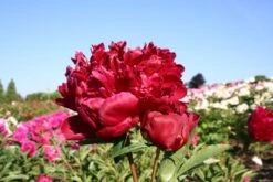 Paeonia Lactiflora 'Felix Crousse' (Staudenpfingstrose)