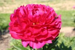 Paeonia Lactiflora 'Kansas' (Staudenpfingstrose)