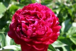 Paeonia Lactiflora 'Peter Brand' (Staudenpfingstrose)