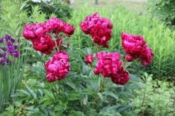 Neue Veröffentlichungen -Angebote Pflanzen Store 3392 Paeonia 20lactiflora 20Peter 20Brand Staudenpfingstrose 2 8acfb4b1 d865 4ce7 80cb ff64a1f50e64
