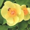 Paeonia Mlokosewitschii (Gelbblühende Kaukasus-Pfingstrose) -Angebote Pflanzen Store 3410 Paeonia 20mlokosewitschii Gelbbluehende 20Kaukasus Pfingstrose 1