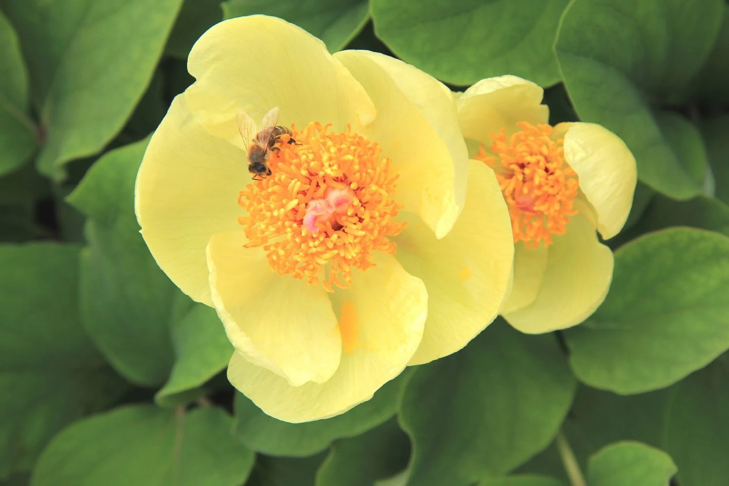 Paeonia Mlokosewitschii (Gelbblühende Kaukasus-Pfingstrose) 3 Paeonia Mlokosewitschii (Gelbblühende Kaukasus-Pfingstrose)