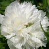 Paeonia Officinalis 'Alba Plena' (Bauerngarten-Pfingstrose) -Angebote Pflanzen Store 3411 Paeonia 20officinalis 20Alba 20Plena Bauerngarten Pfingstrose 1
