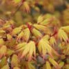 Acer Palmatum 'Orange Dream' (Fächerahorn)