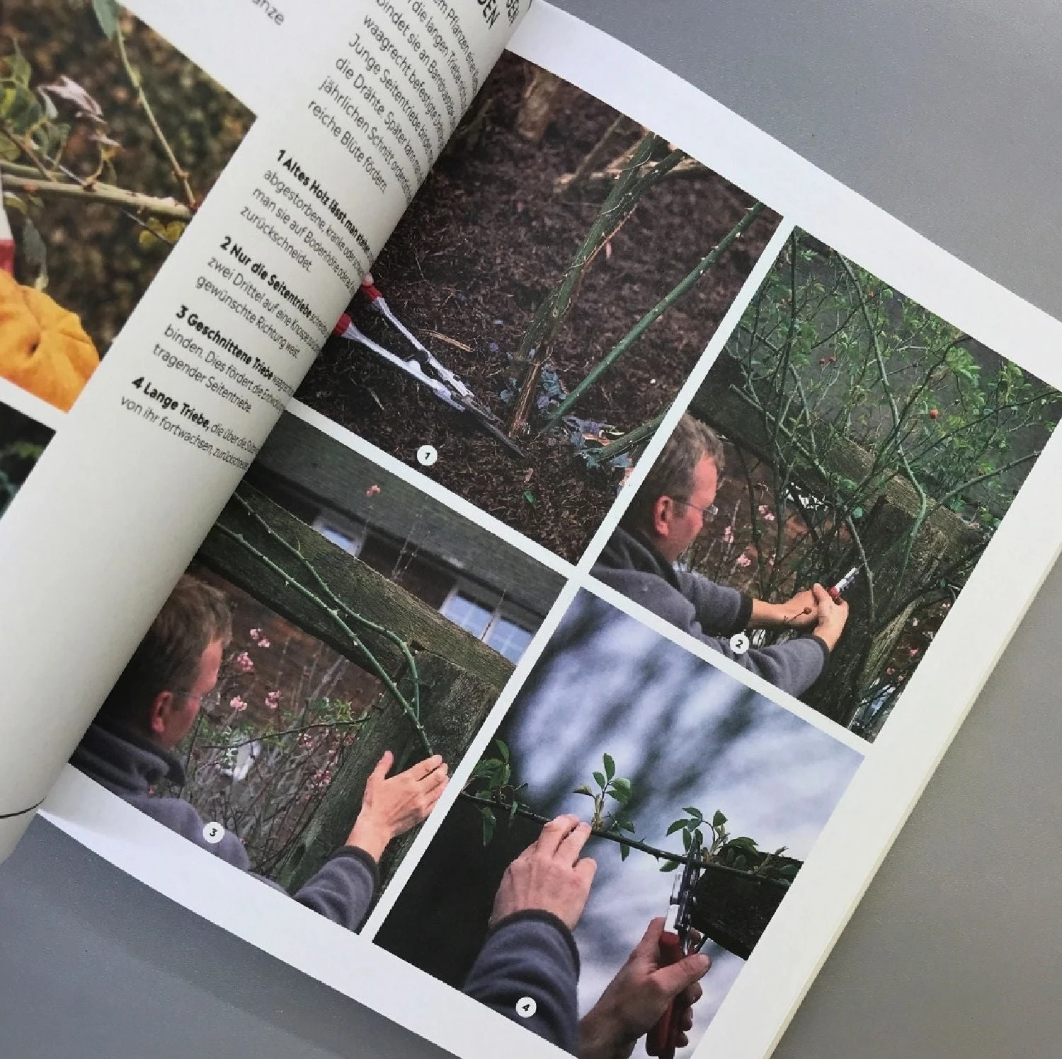 Richtig Gut Gärtnern (RHS Royal Horticulture Society) 8 Richtig Gut Gärtnern (RHS Royal Horticulture Society) – Bild 6