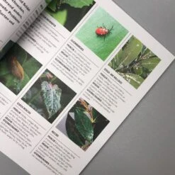 Pflanzen Im Topf (Grünes Garten Wissen) -Angebote Pflanzen Store 34299 Pflanzen 20im 20Topf Gruenes 20Garten 20Wissen 4