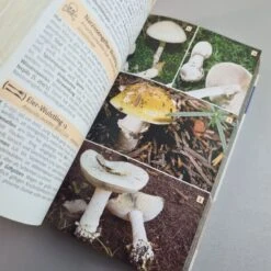 Der Große Kosmos Pilzführer (Hans E. Laux) 11 Der Große Kosmos Pilzführer (Hans E. Laux) -Angebote Pflanzen Store 35907 Der 20grosse 20Kosmos 20Pilzfuehrer Hans 20E 20Laux 5