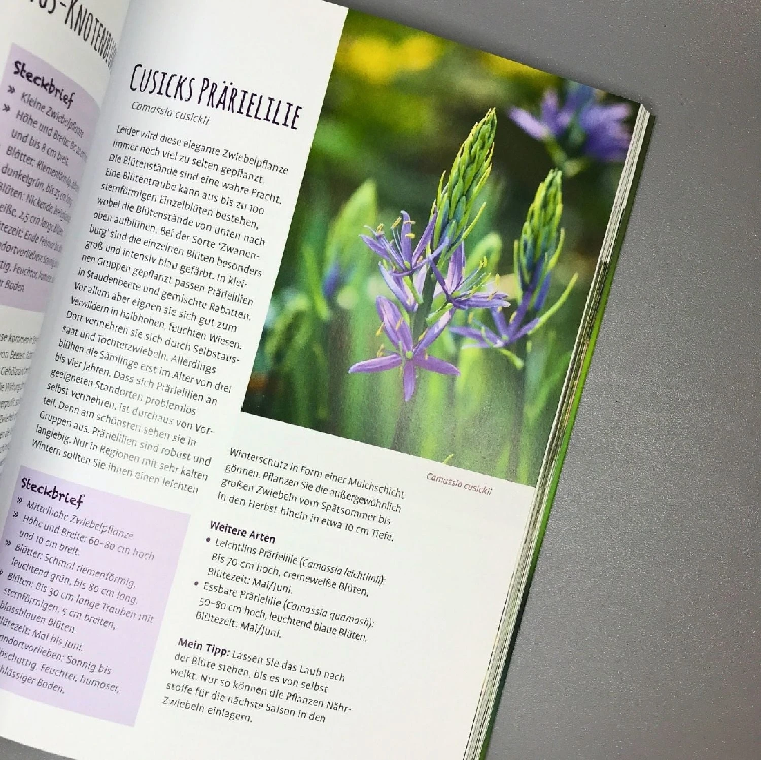 Die 150 Besten Pflanzen (für Jede Gartenecken) 13 Die 150 Besten Pflanzen (für Jede Gartenecken) – Bild 11