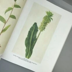 FLOWERS! (Blumen In Der Kunst Des 20. Jahrhunderts) -Angebote Pflanzen Store 36039 FLOWERS Blumen 20in 20der 20Kunst 20des 2020 20Jahrhunderts 4 d5b314c6 9832 42a6 9d78 e8486d2e12ef