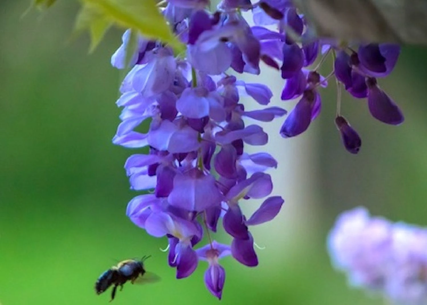 Wisteria Sinensis 'Prolific' (Blauregen) 3 Wisteria Sinensis 'Prolific' (Blauregen)