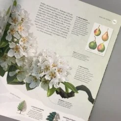 Alles über Bäume (Eine Natur- Und Kulturgeschichte) -Angebote Pflanzen Store 36489 Alles 20ueber 20Baeume Eine 20Natur 20und 20Kulturgeschichte 6