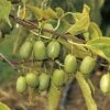 Actinidia Arguta 'Issai' (Selbstfruchtende Beerenkiwi)