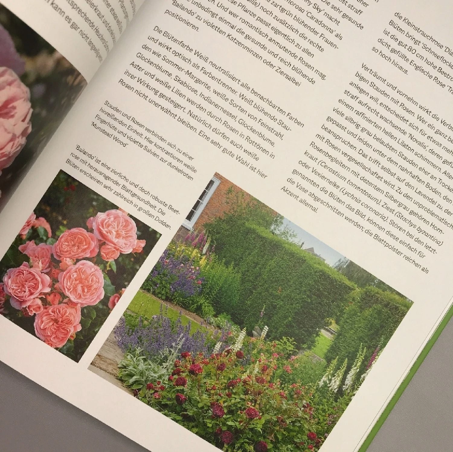 Das Große Handbuch - Stauden (Martin Stangl) 5 Das Große Handbuch - Stauden (Martin Stangl) – Bild 3