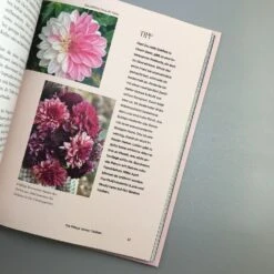 Dahlien Zauber (Sarah Stiller) -Angebote Pflanzen Store 38278 Dahlien 20Zauber Sarah 20Stiller 4